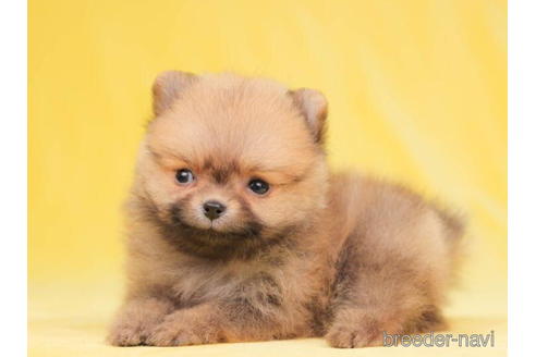 成約済の東京都のポメラニアン-200313の4枚目